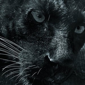 Profile picture for EBENEZER
