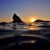 Ocean Promotions