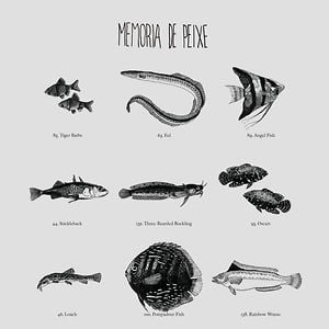 Profile picture for Memória de Peixe