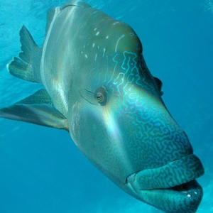 Profile picture for Protect Our Coral Sea