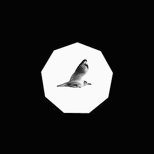 Profile picture for Daniel M Silva