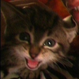 Profile picture for lupowa