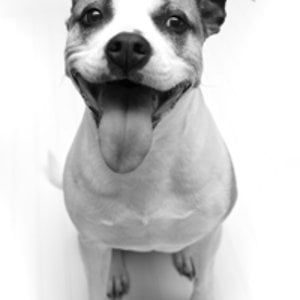 Profile picture for Lazy Dog Restaurant