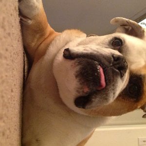 Profile picture for Edie Sprinkles Bliss