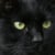 cat_ningen