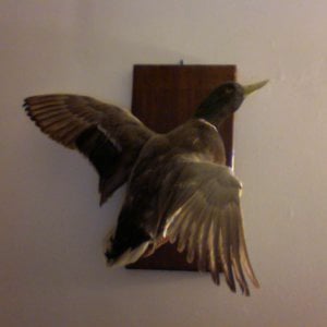Profile picture for Simon Greiner