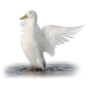 Profile picture for Crispy Duck Productions
