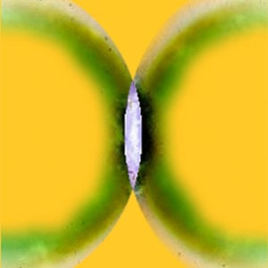 Profile picture for Caroling Wholeo