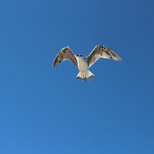 Profile picture for EuropAlive