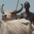 FILM for SCIENCE in AGRICULTURE