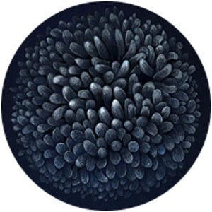 Profile picture for itemnemenee