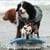Moving Pets to Hawaii