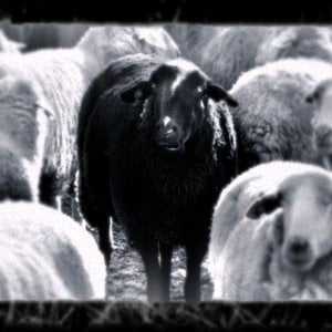 Profile picture for Black Sheep Films