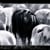 Black Sheep Films