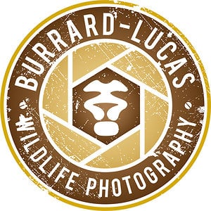Profile picture for Will Burrard-Lucas
