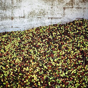Profile picture for MeMSéA