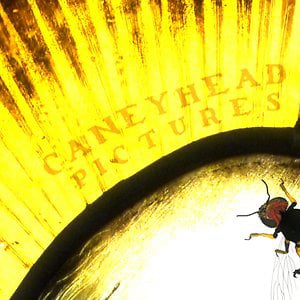 Profile picture for Caneyhead Pictures