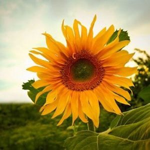 Profile picture for soulful nature