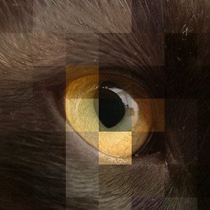 Profile picture for SERBEST HAREKET