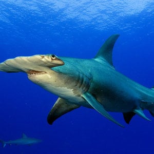 Profile picture for Jim Abernethy Scuba Adventures