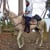 EquineDreamer
