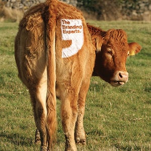 Profile picture for The Branding Experts
