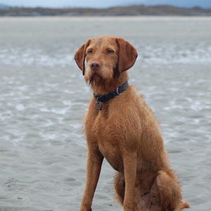 Profile picture for jeb dawg