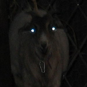 Profile picture for Graham Craft