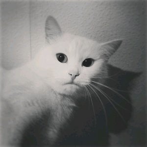 Profile picture for anky lagrange