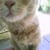 lazy_cat