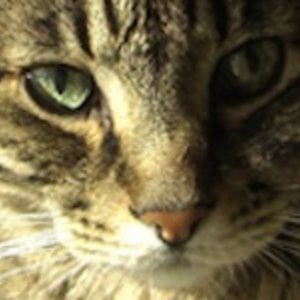 Profile picture for Lindy