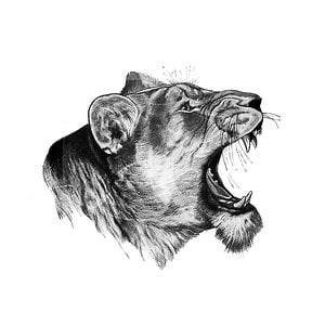 Profile picture for Green Lions
