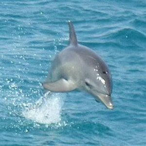 Profile picture for Delfinschwimmen Hurghada