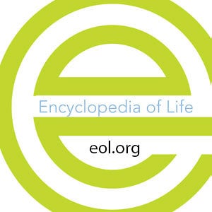 Profile picture for Encyclopedia of Life