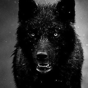 Profile picture for Wolf Dreamer
