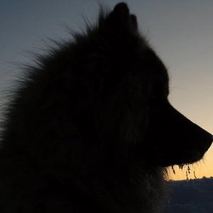 Profile picture for Laminak38