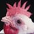 0chick