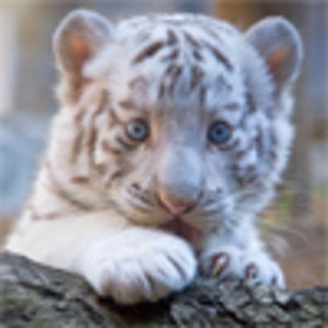 Profile picture for David Beta