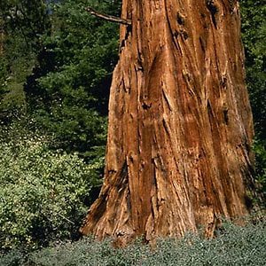 Profile picture for Sequoia ForestKeeper