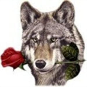 Profile picture for LOBO SOLITARIO