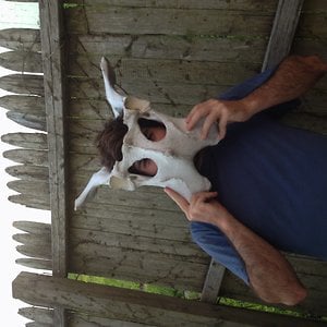 Profile picture for sam fleischner