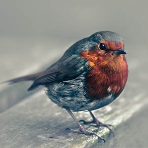Profile picture for Robin May