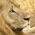 Slingshot Productions Africa