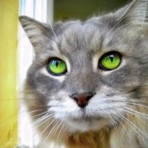Profile picture for Bob Peterson