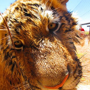 Profile picture for gone Wild