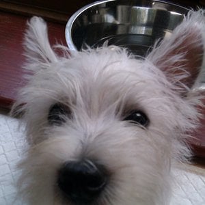 Profile picture for Harrisons Dogs