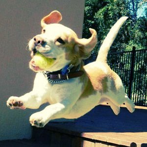 Profile picture for The Happiest Dog in the World