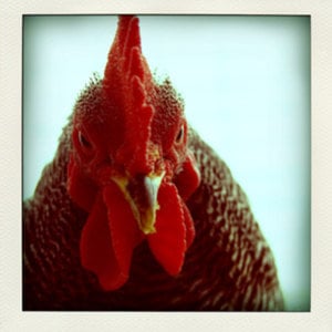 Profile picture for Tom Weston