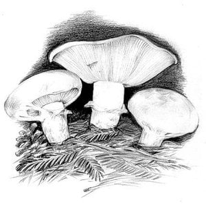 Profile picture for celebrating matsutake community