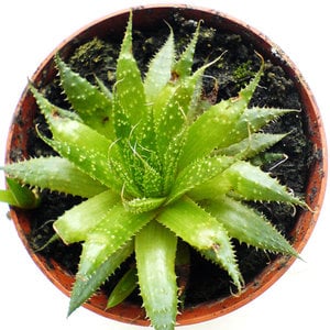 Profile picture for Nature Cures Clinic
